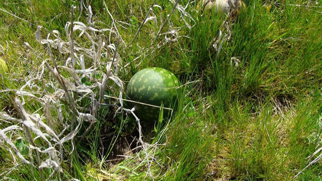 Watermelons growing in the grass just off Platform 1