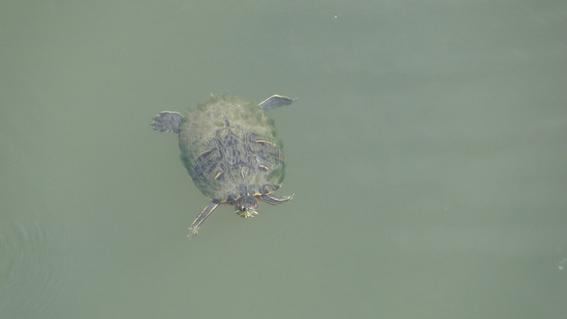 Turtles in the Yodogawa