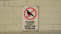 Don't feed the birds at Campsie